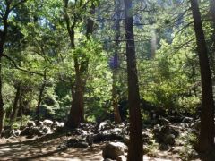 Yosemite_Park__5_.JPG